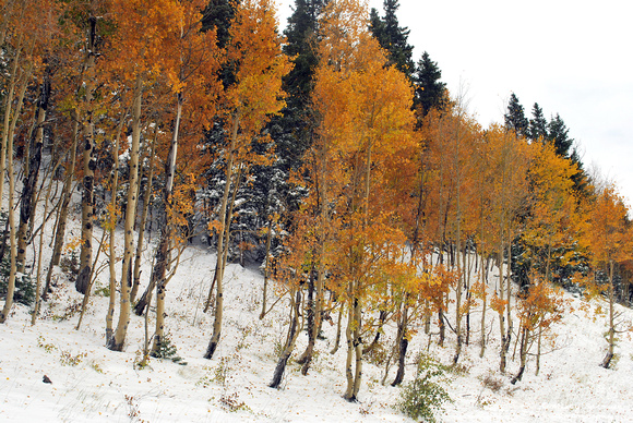 Fall colors Aspen trees with snow Colorado